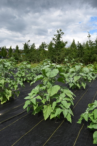 plantside