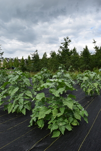 plantside