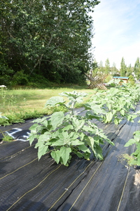 plantside