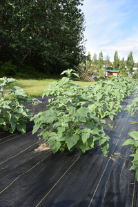 plantside
