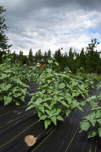 plantside