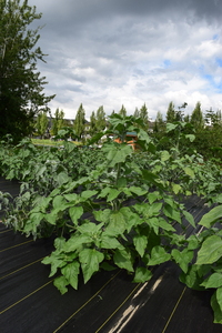 plantside
