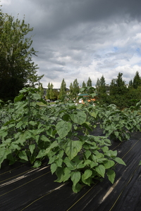 plantside
