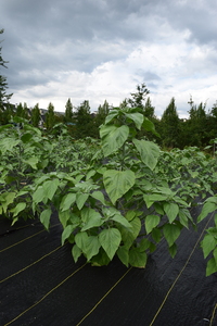 plantside