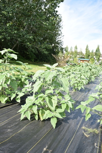 plantside