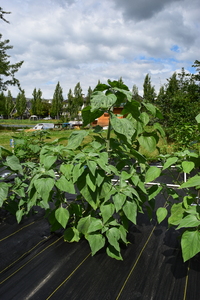 plantside