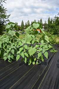 plantside