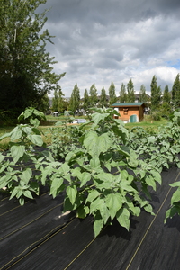 plantside