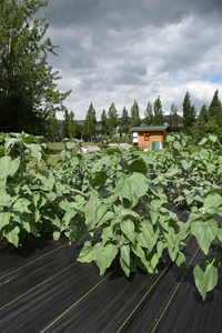 plantside