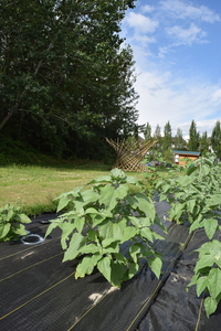 plantside
