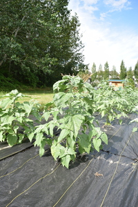 plantside