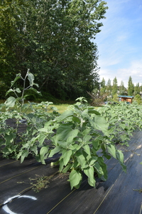 plantside