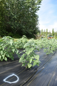 plantside