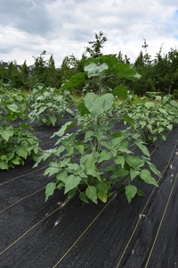 plantside