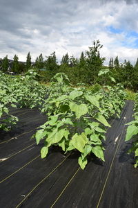 plantside