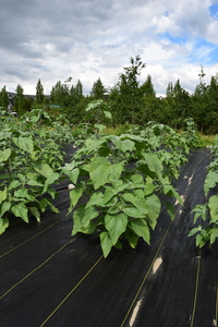 plantside