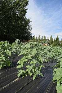 plantside