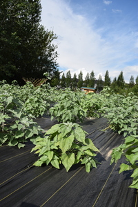plantside