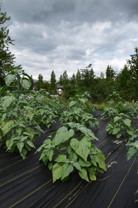 plantside