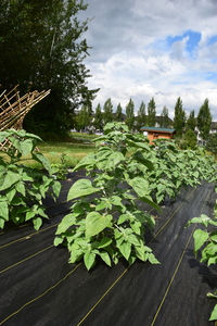 plantside