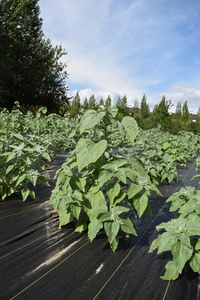 plantside