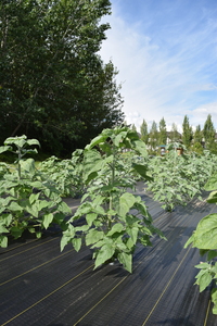 plantside