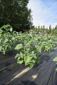 plantside