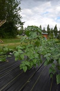 plantside