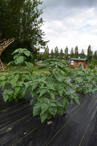 plantside