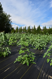 plantside