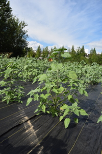 plantside