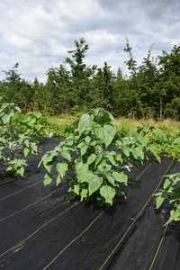 plantside