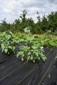 plantside