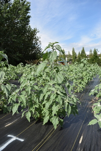 plantside