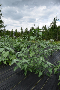 plantside