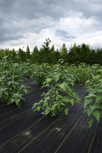 plantside