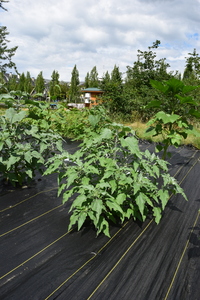 plantside