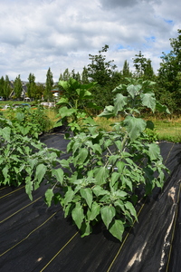 plantside