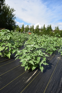plantside