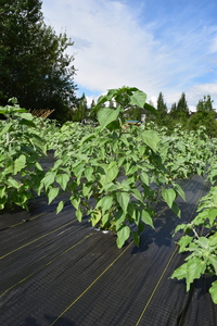 plantside