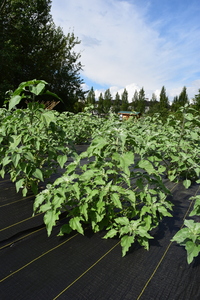 plantside