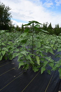 plantside