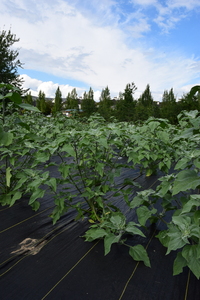 plantside