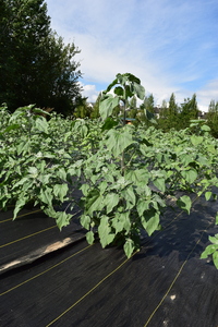 plantside