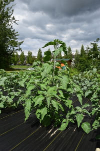 plantside