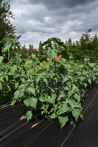 plantside
