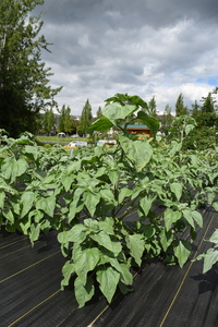 plantside