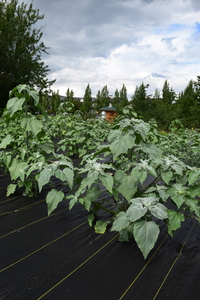 plantside