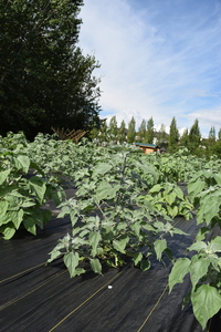 plantside