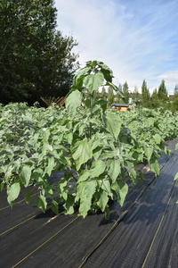 plantside